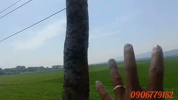 mặt tiền quốc lộ 55. thuộc xã an nhất huyện Long điền BRVT. 37x17. đất lúa giá đầu tư mềm như bún