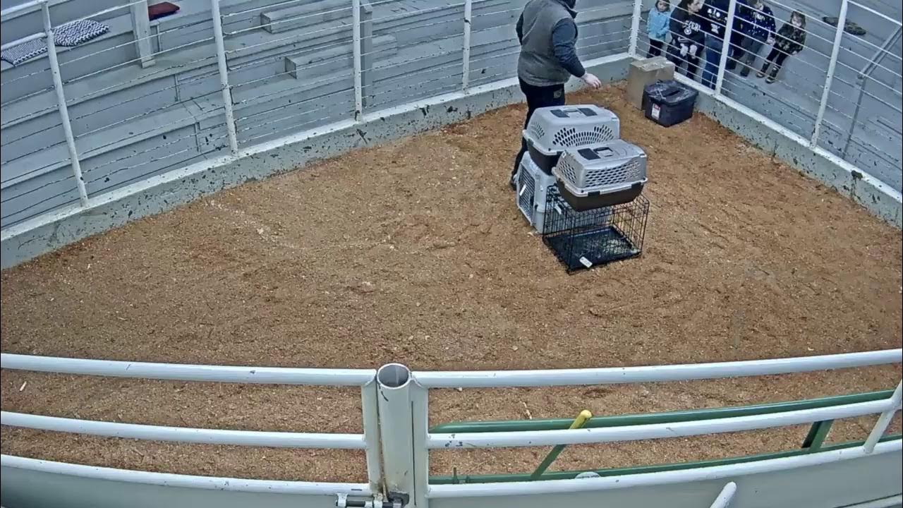 Everson Auction Market Live Stream 2/15/2021 YouTube