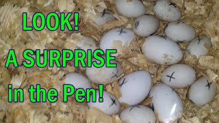Raising Ducks and Geese - A SURPRISE Discovery!