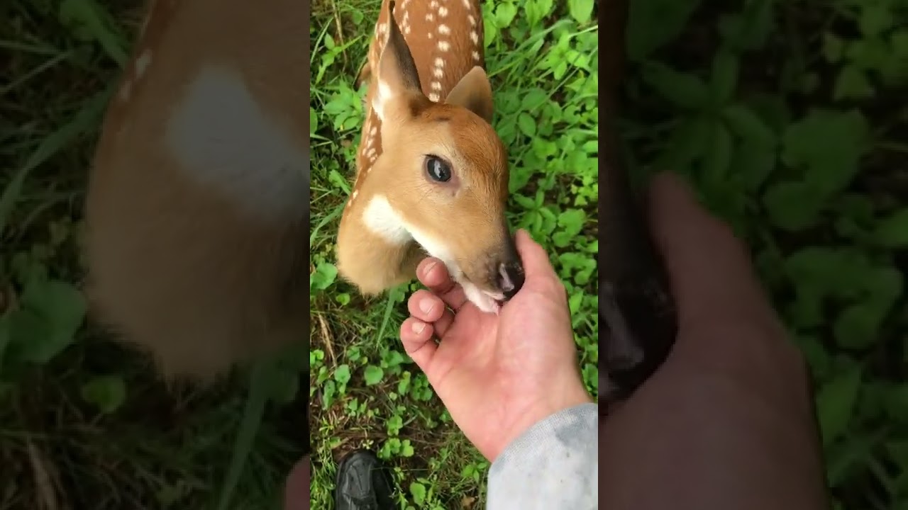 Baby fawn rescue!