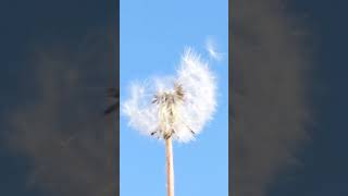 Dandelion Blowing in the Wind  #shorts #dandelions #sunnyday
