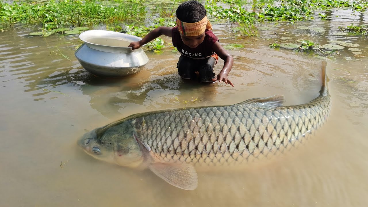 Amazing Big Fish Catching By Hand Traditional Big Fish Catch By Hand