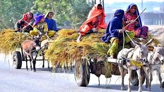 Natural Life In Indian Farmer||village life In Uttar Pradesh||भारतीय किसानों की जीवन शैली यूपी में