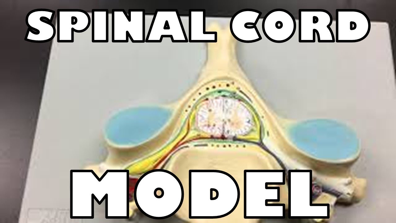 What makes up the Spinal Cord & Nerve - Ohio University - Anatomy