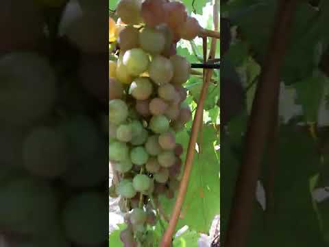 'Мускат розовый'спеет.17.08.2022г.