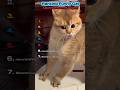 Funny cat quarrelsome fight moment #ranking #cat #shortsfeed