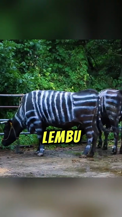 Kenapa Lembu Ni Macam Kuda Belang? 🐄