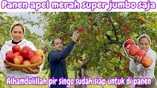 Download Lagu PANEN APEL MERAH SUPER JUMBO SAJA || ALHAMDULILLAH PIR SINGO SUDAH SIAP DI PANEN MP3 Download Lagu PANEN APEL MERAH SUPER JUMBO SAJA || ALHAMDULILLAH PIR SINGO SUDAH SIAP DI PANEN MP3