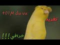 أجمل تغريد كناري ساحر ي طرب الأذن استمتع بصوت الطبيعة الخلاب تغريد كناري أجمل تغريد كناري ساحر ي طرب الأذن استمتع بصوت الطبيعة الخلاب تغريد كناري