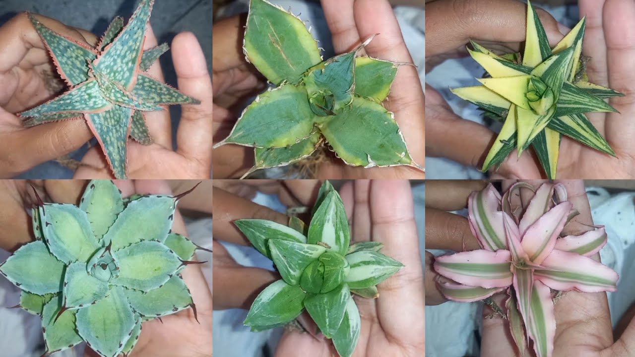 Unboxing Agave, Haworthia, Cryptanthus, and Aloe🌱🪴