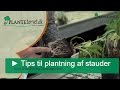 Ref:GVflxRKWiGc Stauder fra plantetorvet.dk - tips til vedligeholdelse og plantning af stauder