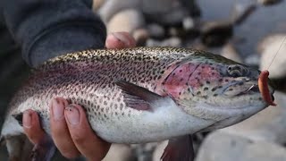 Catch 20 TROUT Challenge!!? at LOWER KINGS RIVER! (How Many Fish DID we Caught?)