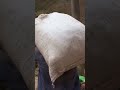 He carries 65kg stones daily to earn a miserable hundred dollars a month.