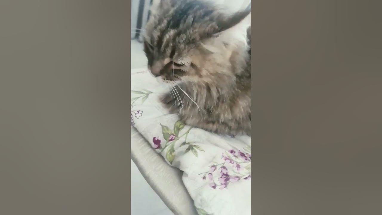 тутуту тутуту - YouTube