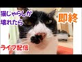 【第2回】猫じゃらしが壊れたら即終了