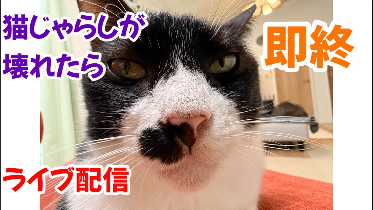 【第2回】猫じゃらしが壊れたら即終了