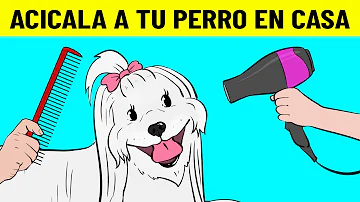 ¿Cómo acicalar a un perro en casa como un profesional?