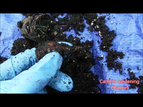 how to harvest 4o clock tubers, how to store 4o clock tubers