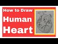 How to draw human heart  artwart