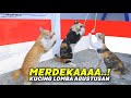 Si Oren Paling SEMANGAT..! Lomba Agustusan Terlucu Versi Kucing 2023