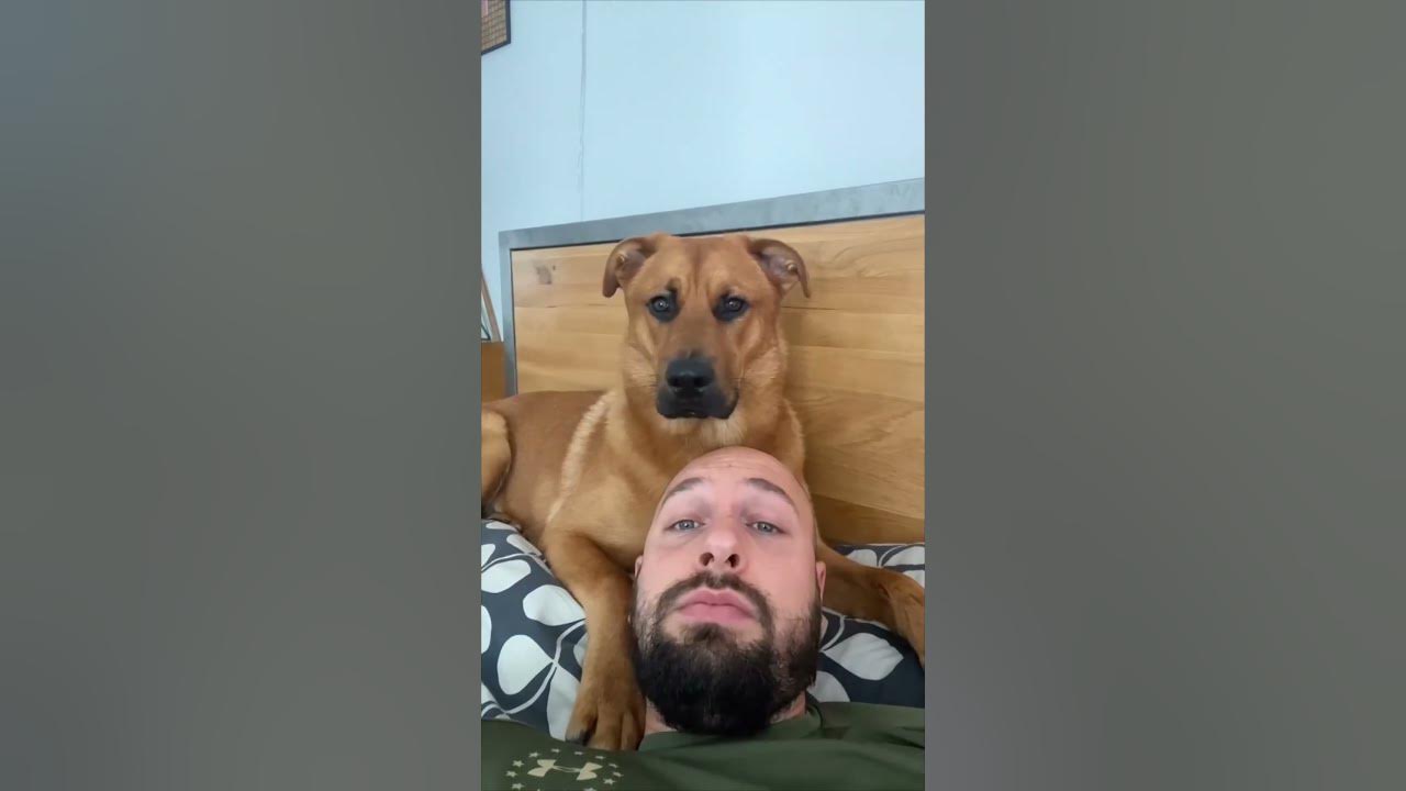 Dog Licks owner Head and Pretends Not To YouTube