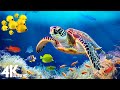 [NEW] 11HOURS of 4K Underwater Wonders + Relaxing Music - Coral Reefs &amp; Colorful Sea Life in UHD