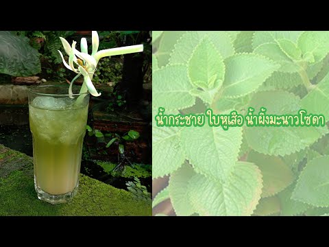 สูตรที่2 น้ำกระชาย ใบหูเสือ น้ำผึ้งมะนาวโซดา