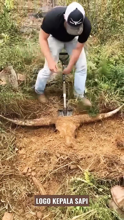 Logo Kepala Sapi Ini Identik Dengan Peternak Sapi Potong Di Indonesia