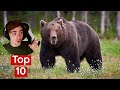 British Guy Reacts to Top 10 Most Dangerous Animals In America! WILD ANIMALS USA