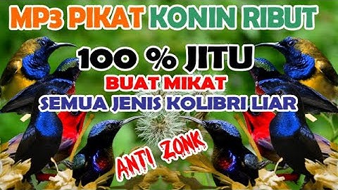 suara pikat konin ribut andalan paling jitu 100% Ampuh