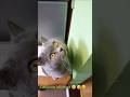 Кицюня #cat #cats #кот #catvideos #україна