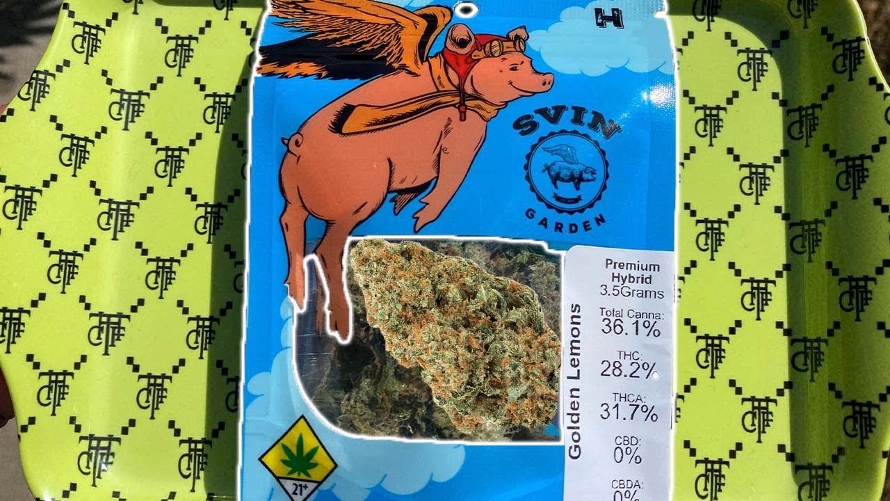 Highest THC % Flower I've Ever Seen (Golden Lemons)