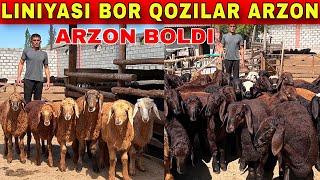 OZODBEK BUGUN YORVORDI XAR TARAFLAMA SHOSHILING ZORLARI KELDI