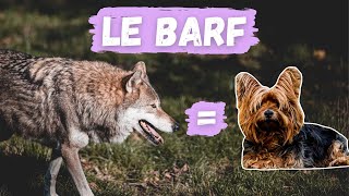 LE BARF, nourrir son chien comme un loup, bonne ou mauvaise idée?