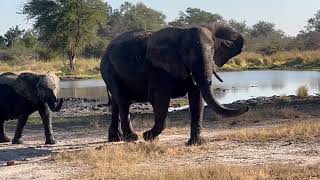 Lagoon Safari Camp - Botswana - Mother not happy with us
