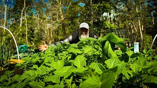 After this you will understand fertilizer for your garden by Sandy Bottom Homestead 11,478 views 2 months ago 13 minutes, 46 seconds