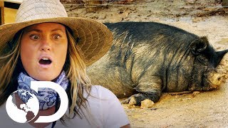 What's the best way to raise pigs? | Remote Living | Discovery Brazil