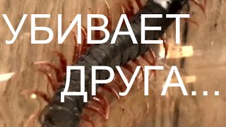 Сколопендра Убивает Друга и Мучится От Этого!(Вы можете ускорить покупку Тропической Сколопендры для Нашего Канала: Webmoney: R456966319462 Z465347149781 U828778713208 Осталос..., 2016-06-11T18:45:57.000Z)