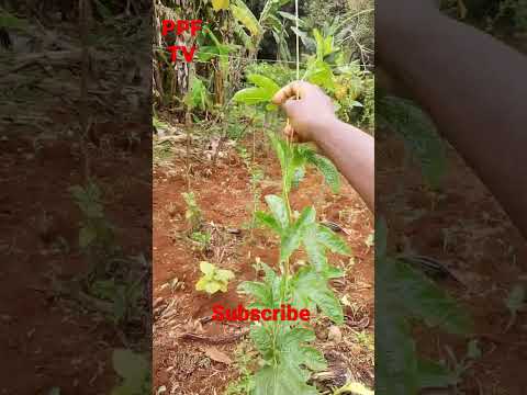 Video: Training Young Passion Vines - Opi Passion Flower Trainingista