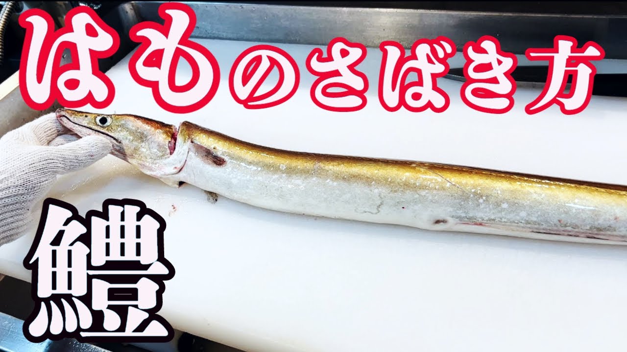 【鱧（はも）のさばき方】超わかりやすく解説します Japanese fish market and washoku Japanese cuisine