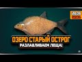 Русская Рыбалка 4 — Лещ на озере Старый Острог