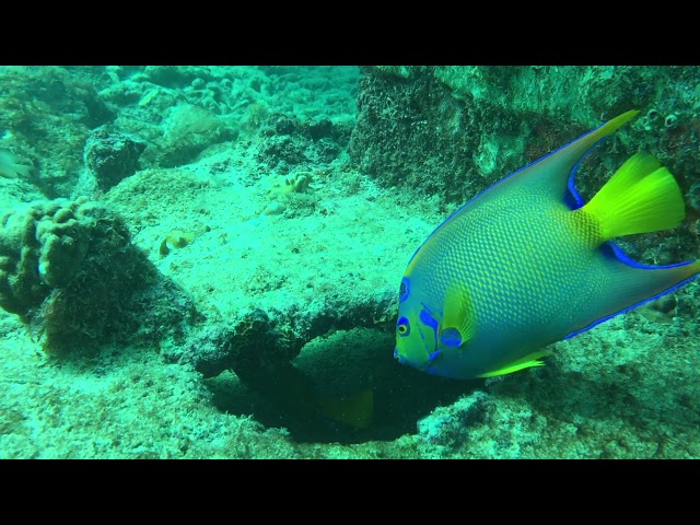 Diving in the Pedernales Aruba