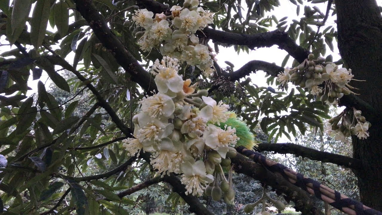 Thụ Phấn Sầu Riêng Xổ Nhuỵ ( Tập 14 ) Trời Mưa Vẫn Quét Phấn Bình Thường Nhe | Thịnh Sầu Riêng