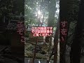 神様がいる証拠【内尾神社】#Shorts