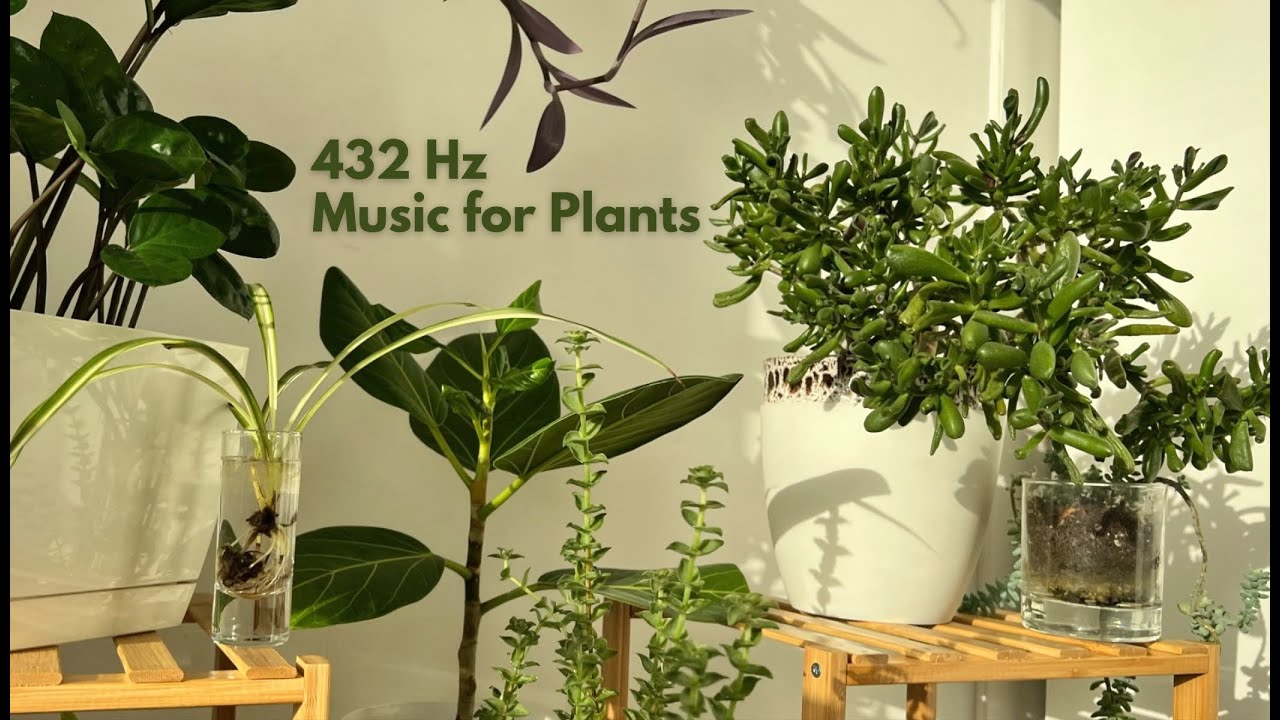 432 Hz Frequency Music For Plants Deep Healing Music To Stimulate 432-hz-frequency-music-for-plants-deep-healing-music-to-stimulate