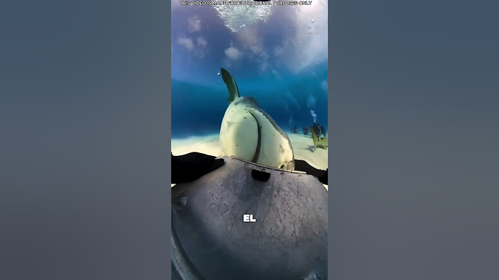 ¿Puede un tiburón 🦈comerse una cámara? ¡Mira esto! 🤯