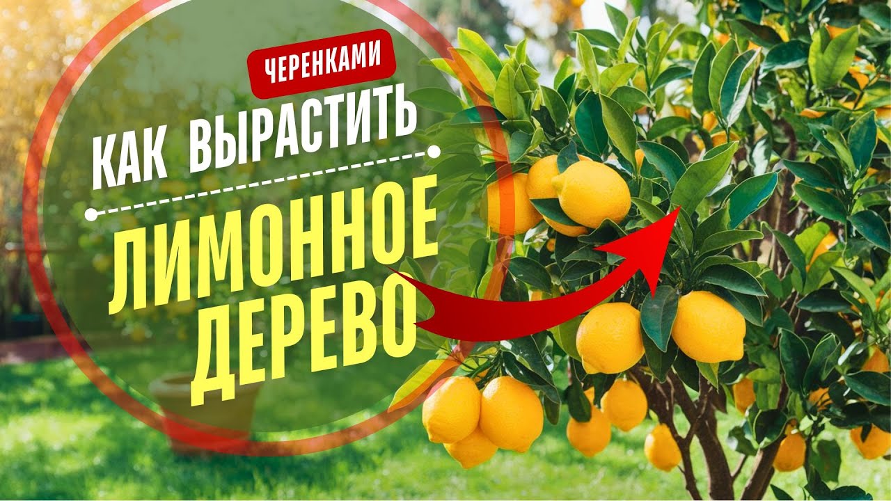 🍋 СЕКРЕТЫ. Как вырастить лимонное дерево в домашних условиях