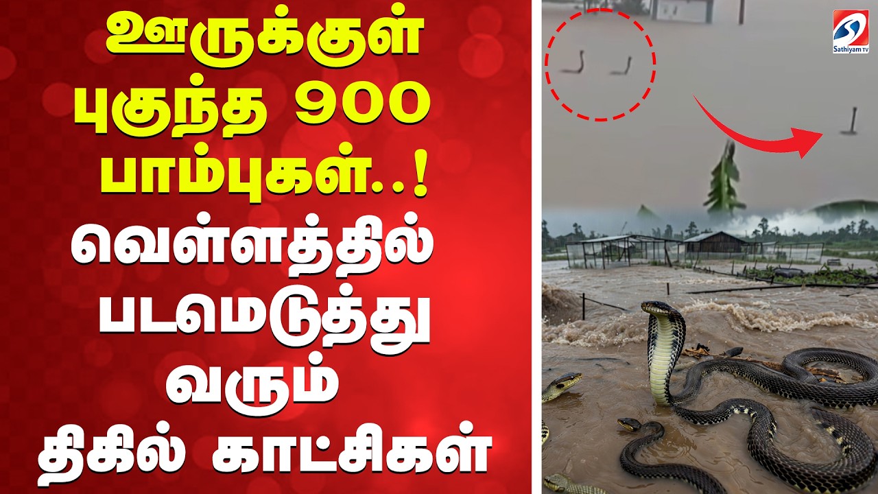 ⁣ஊருக்குள் புகுந்த 900 பாம்புகள்..! வெள்ளத்தில் படமெடுத்து வரும் திகில் காட்சிகள்