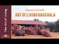 Sri Sri Gaushala, a Heaven on Earth for Cows || Best Gaushala in the World - Art of Living