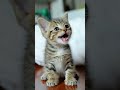 cute baby cat #Shorts  #AnimalLover #CatStory “‎#cat #cutecates #kitten #cute  #shotfeed #viral